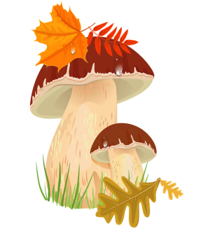 autumn mushrooms 